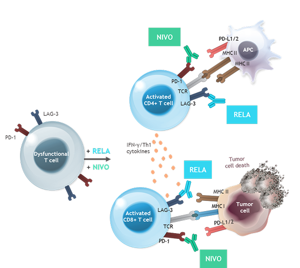LAG-3 and PD-1 dual inhibition. LAG-3 and PD-1, 2 distinct immune checkpoints that are often co-expressed on TILs, contribute to tumor-mediated T-cell dysfunction1 Binding of the PD-1 ligands, PD-L1 and PD-L2, to the PD-1 receptor found on T cells, inhibits T-cell proliferation and cytokine production. Upregulation of PD-1 ligands occurs in some tumors and signaling through this pathway can contribute to inhibition of active T-cell immune surveillance of tumors